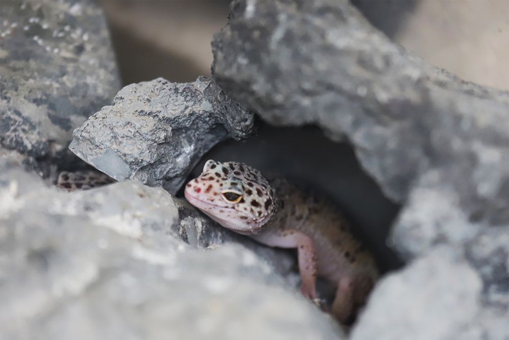 Eyelid gecko