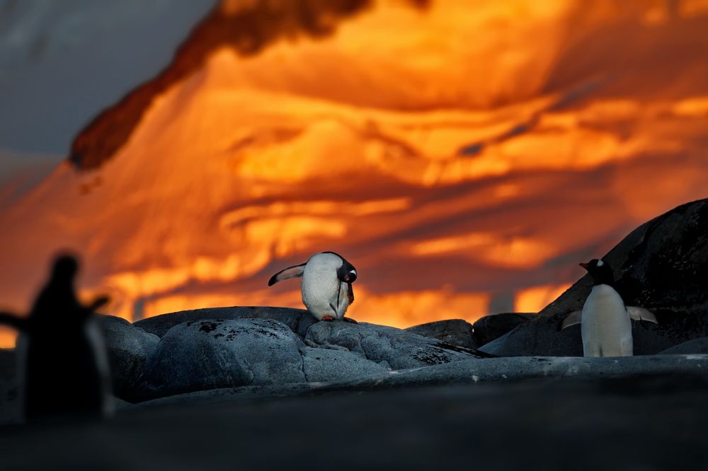 Закат с пингвинами