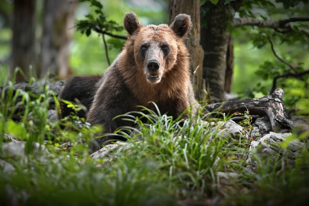 Встреча в лесу