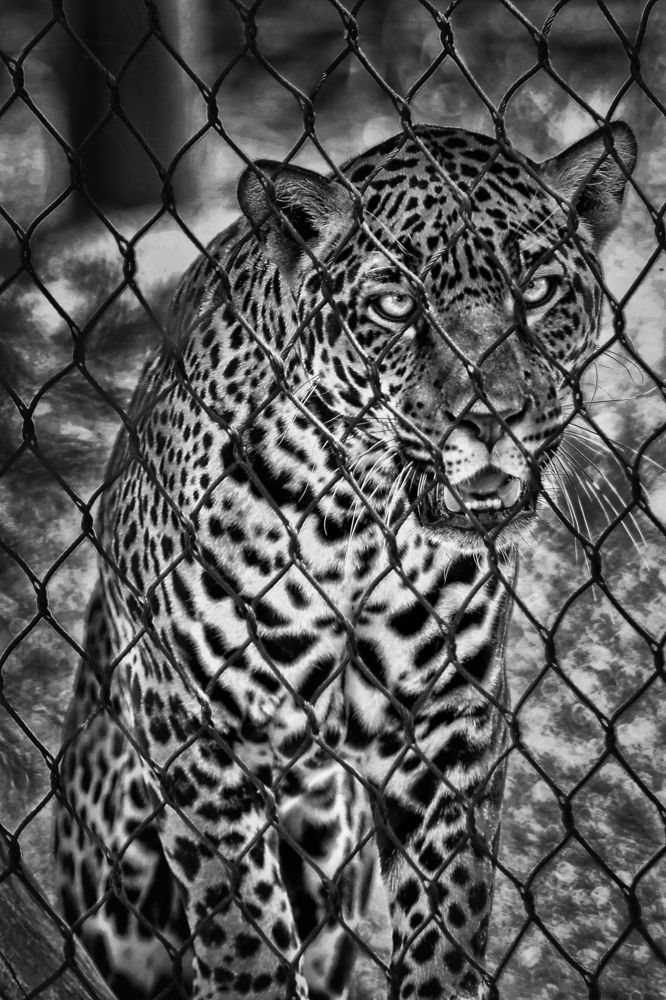 Photograph by Firas Abussaud