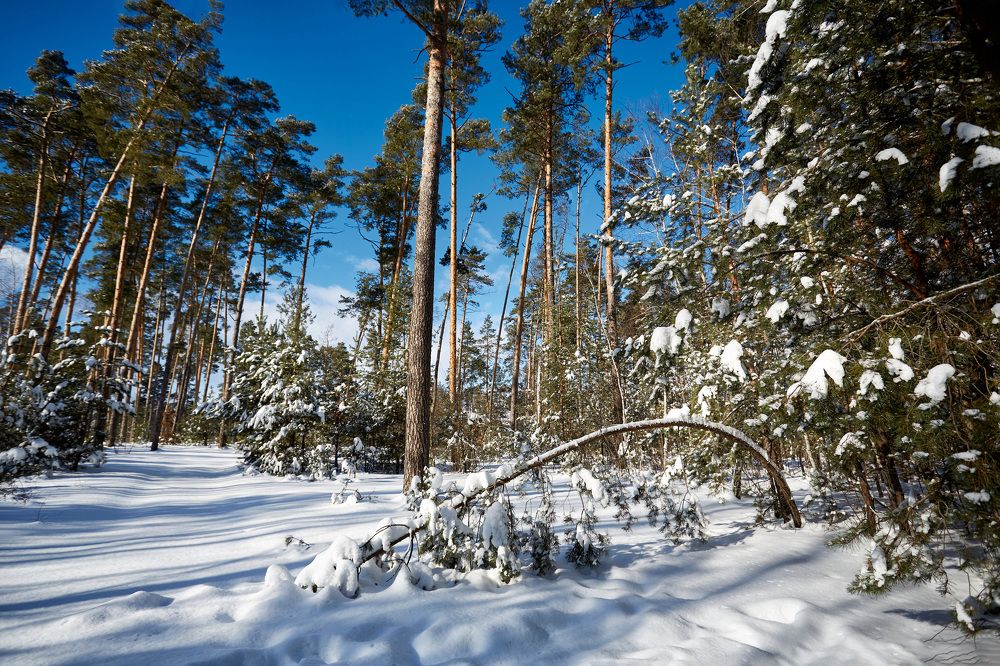 Photograph by Александр Кобелюк