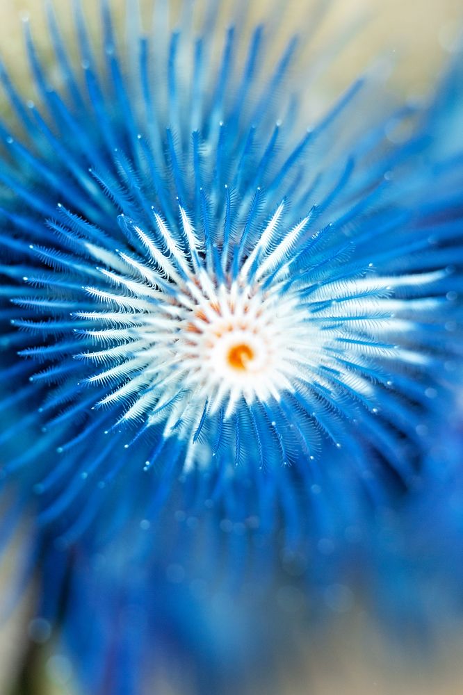 Worms can be beautiful