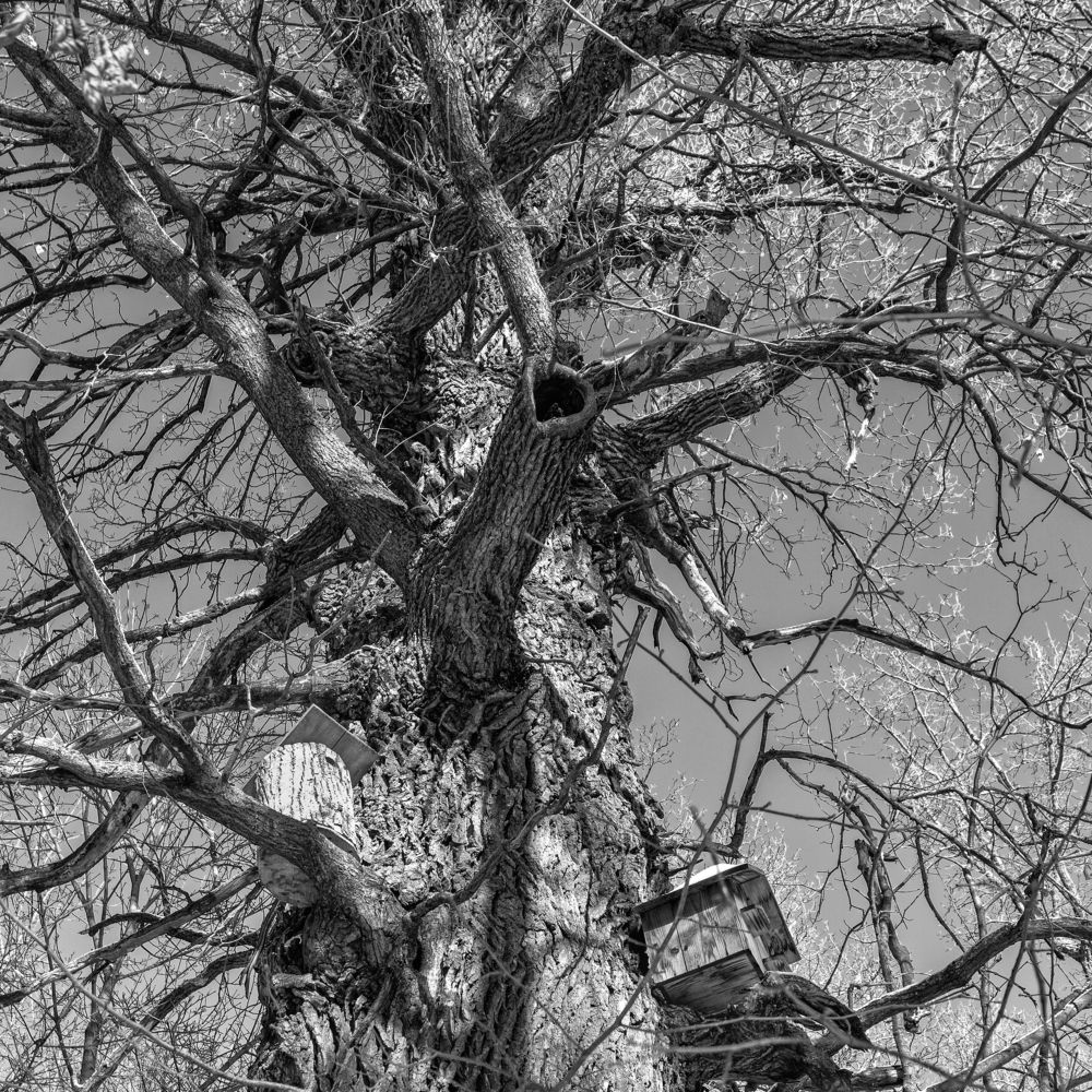 Дерево жизни.Три