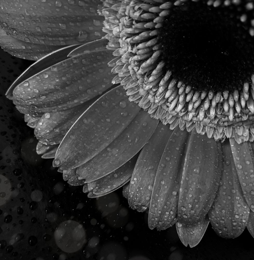 Photograph by Елена Галкина