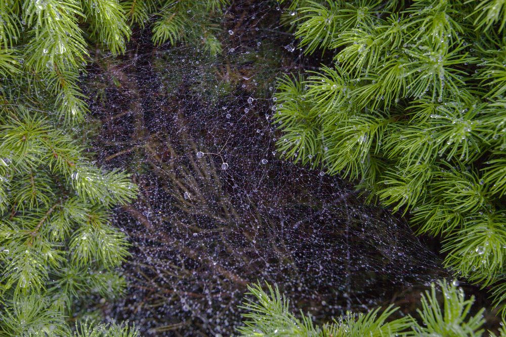 Photograph by Сергей Старостин