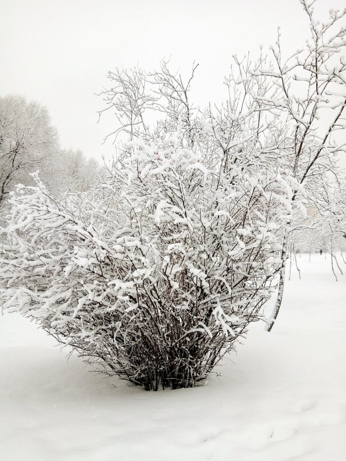 Photo #5786974