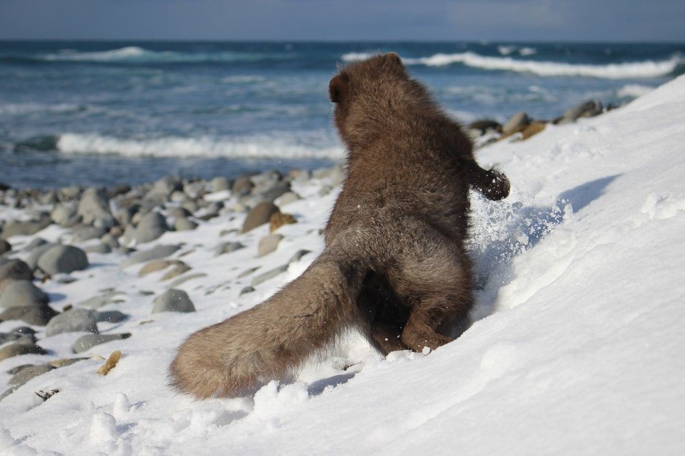 Страшный сон