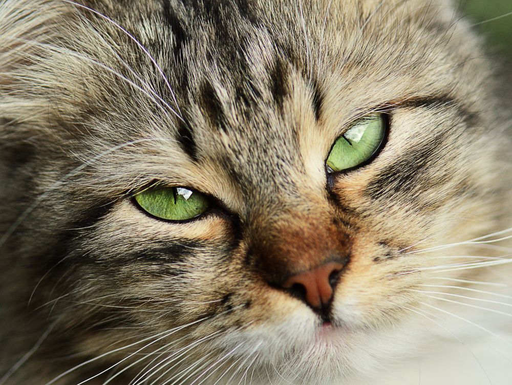 Фотография автора Билан Виктория