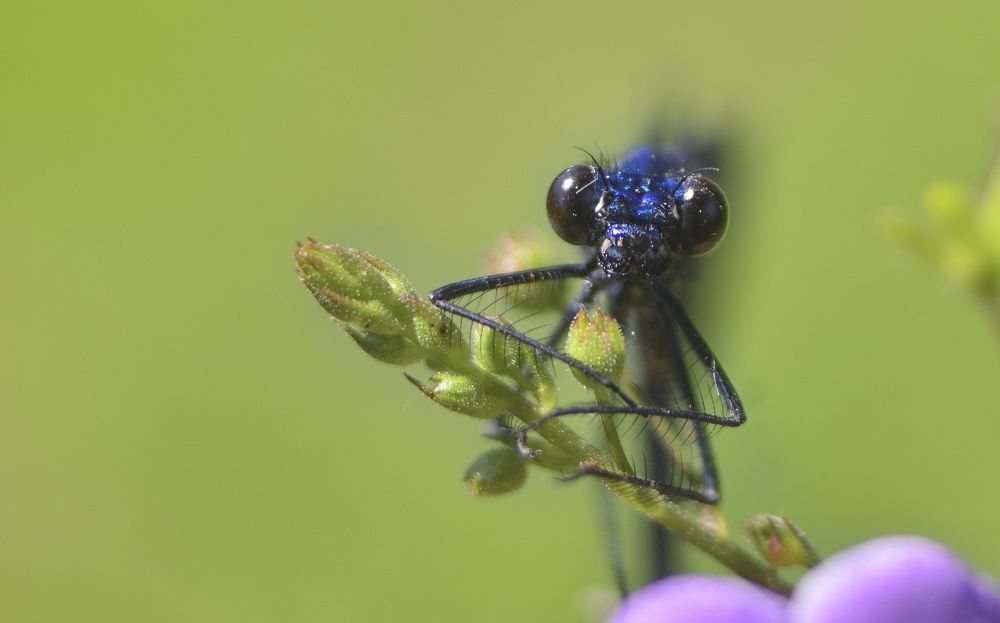 Фотография автора Билан Виктория