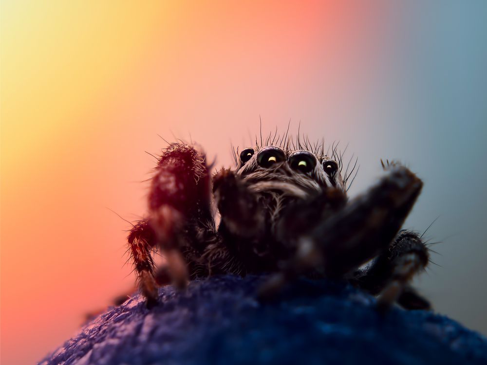 Задумчивый философ