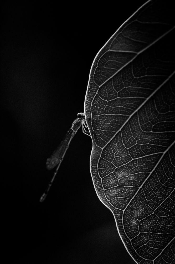 Photograph by Joy Mondal