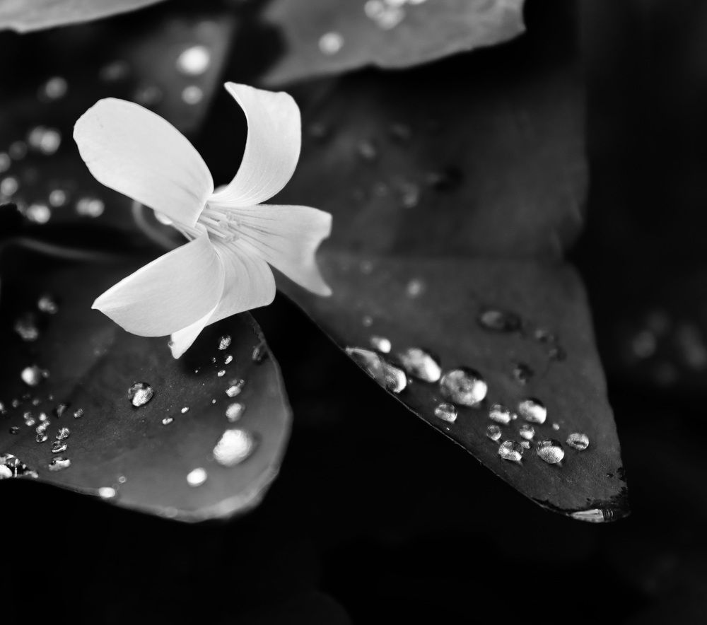 Photograph by Ghazal Ardeshirzadeh