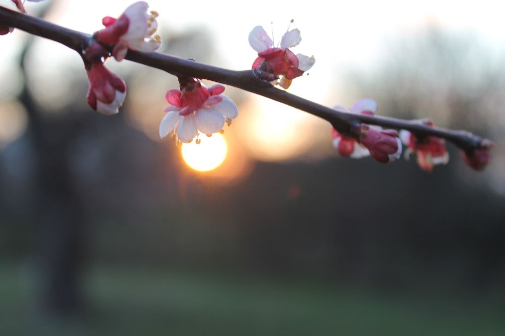 Photograph by Дарья Ващенко-Панкина