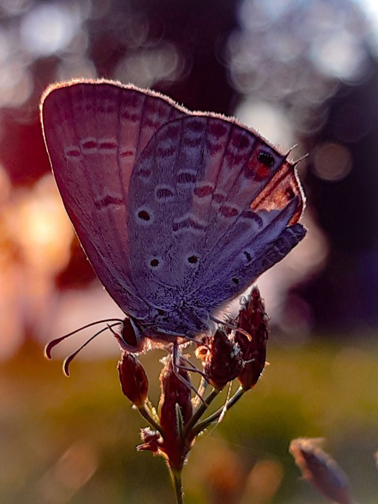 Photograph by Dwight Ralph Arsolon