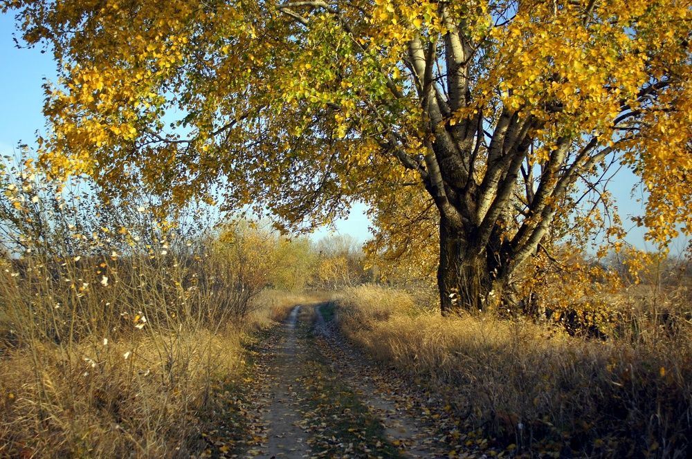 Золотая осень