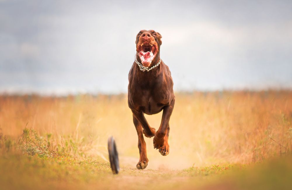 Photograph by Виктория Мамаева