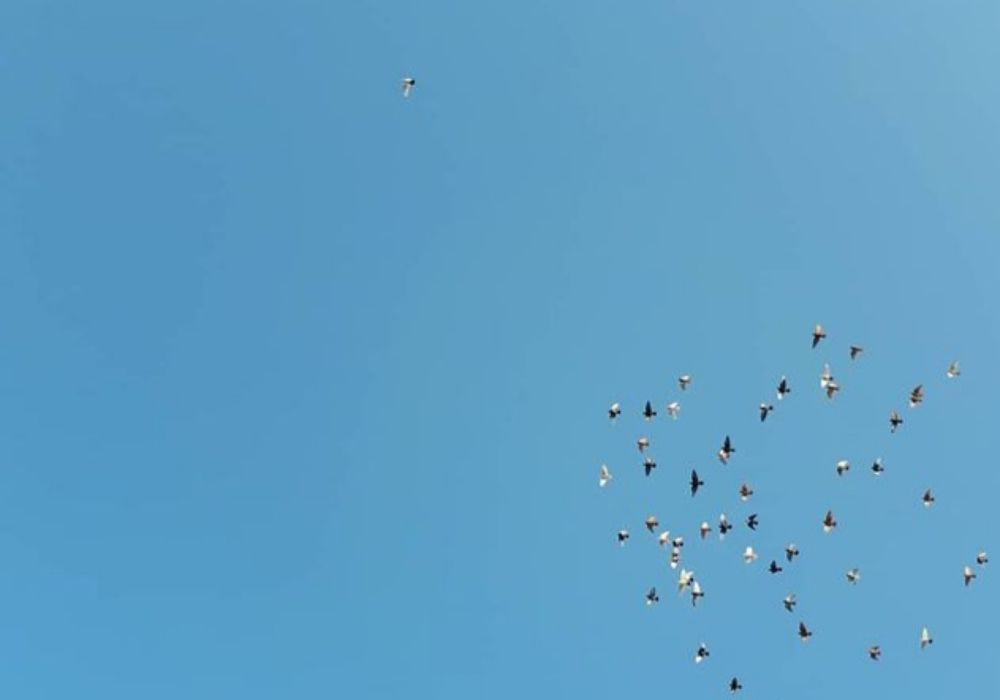 Photograph by reyhaneh zeidabadi