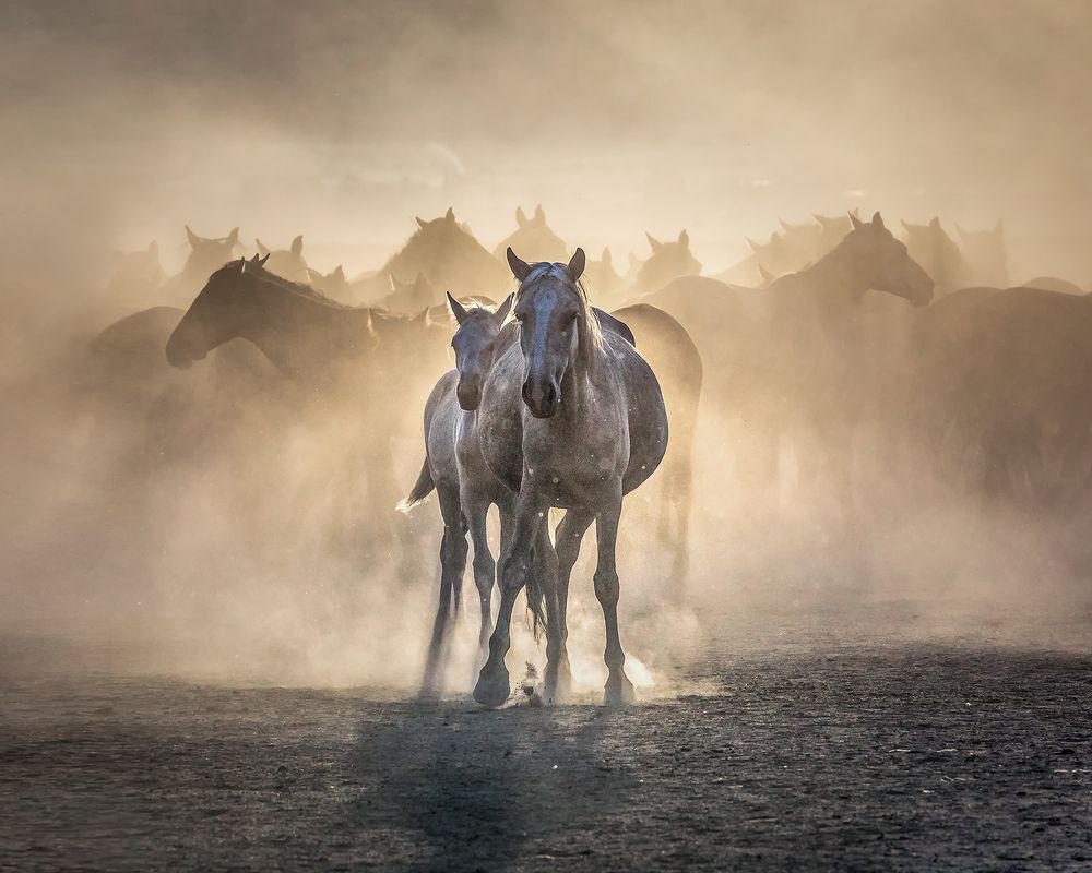 Photograph by Kani (kanipolat.com) Polat