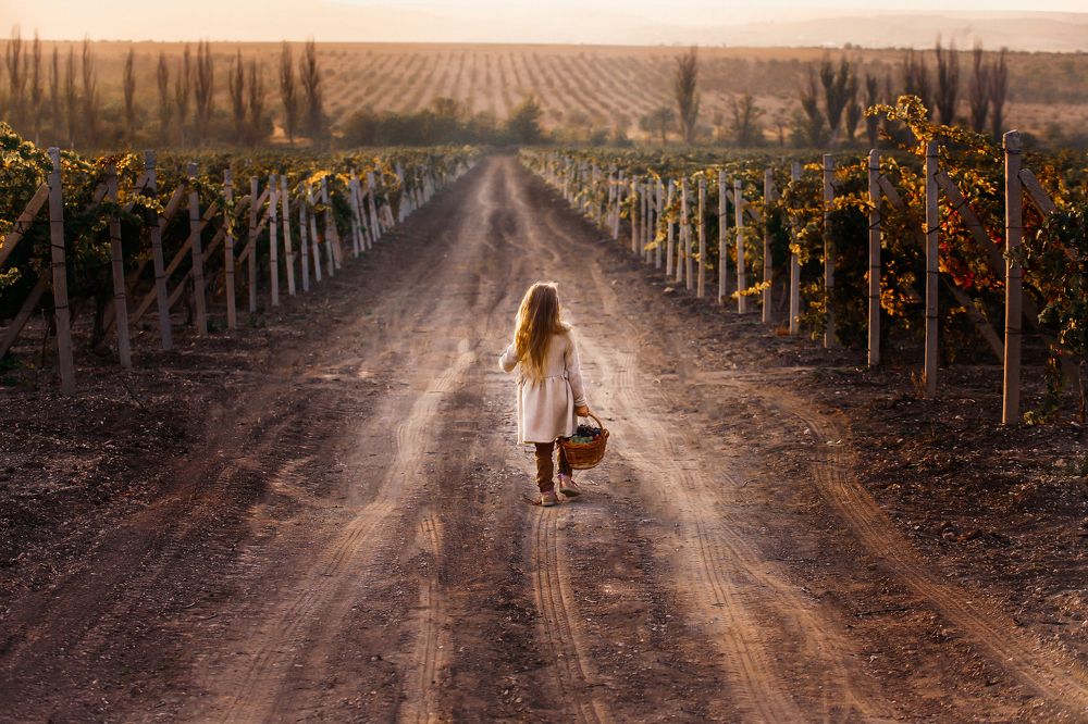 Виноградники под Коктебелем, Крым