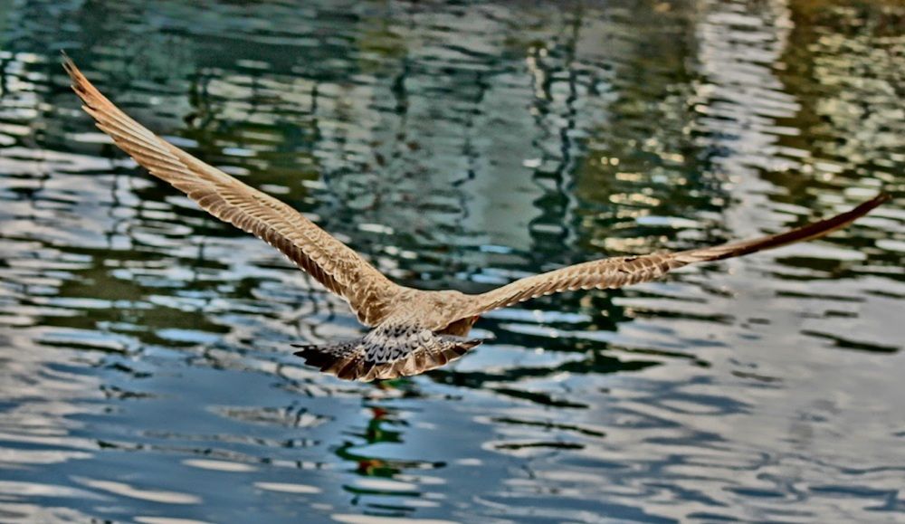 Photograph by Francisco Ferreira