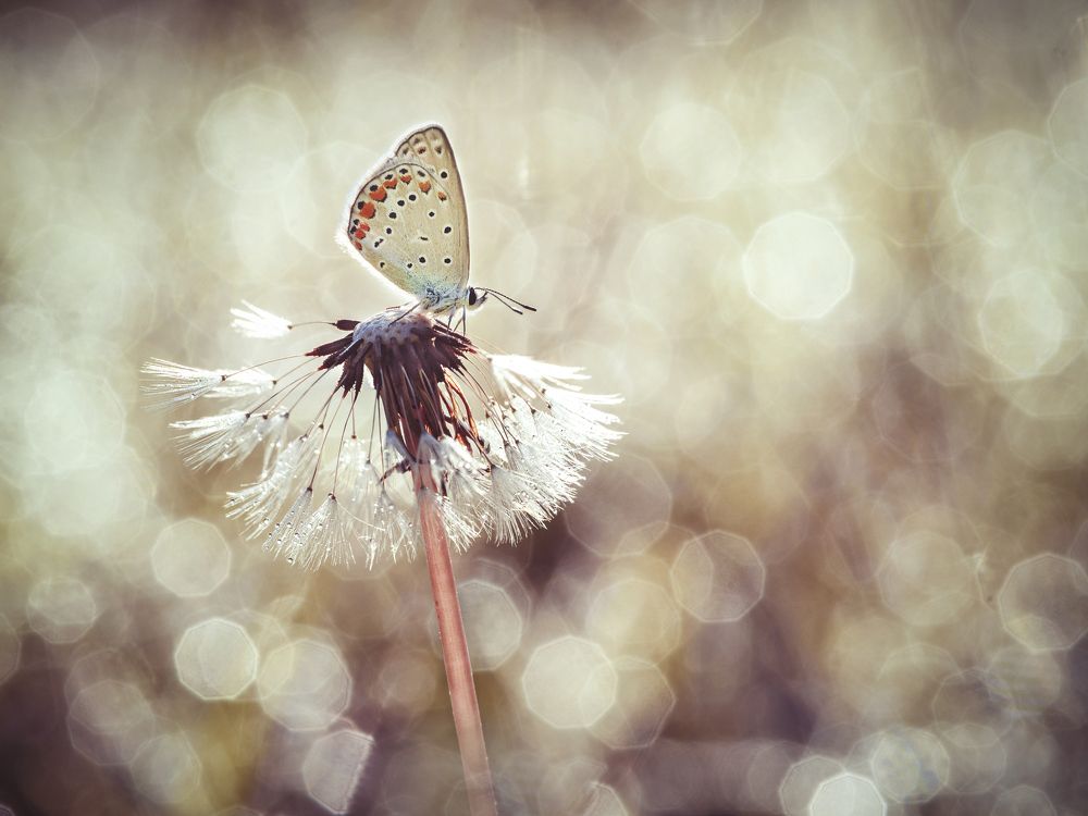 Photograph by roham goudarzi