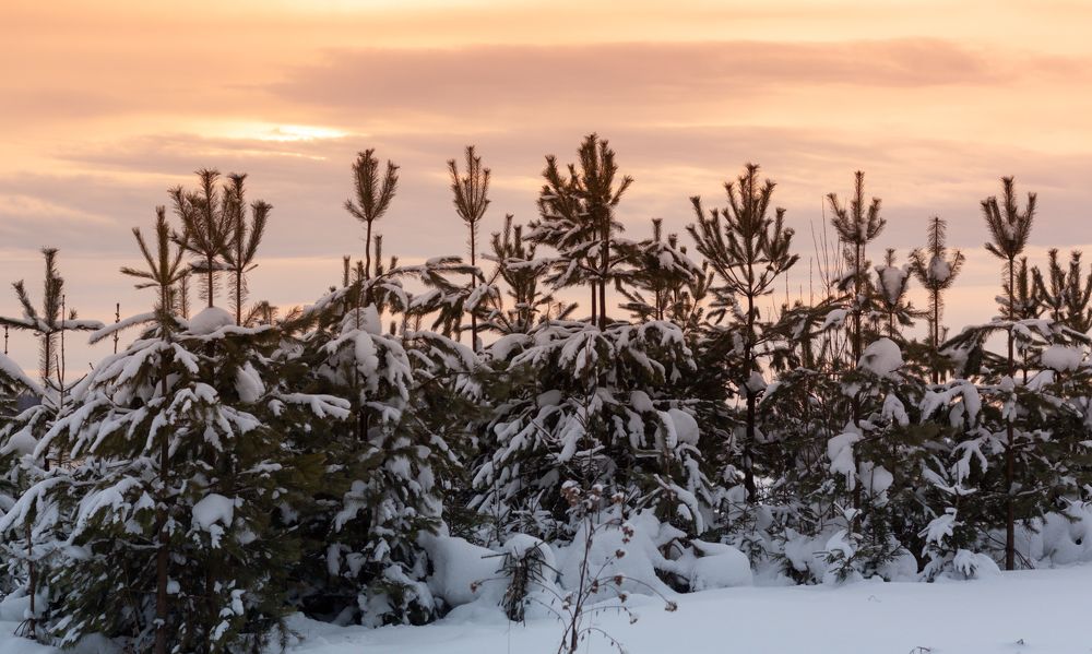 Photograph by Дмитрий Кузнецов