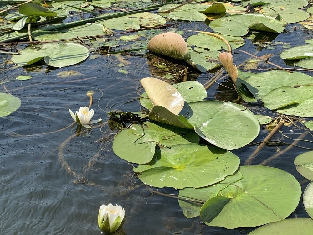 Photograph by Marina Ivanov