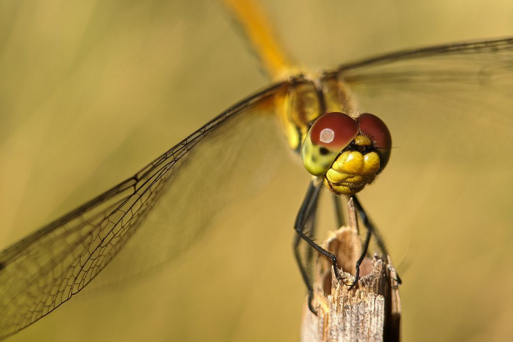 Photograph by Юлия Локтева