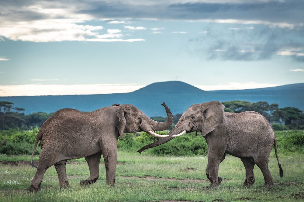 Хаджиме/Hajime