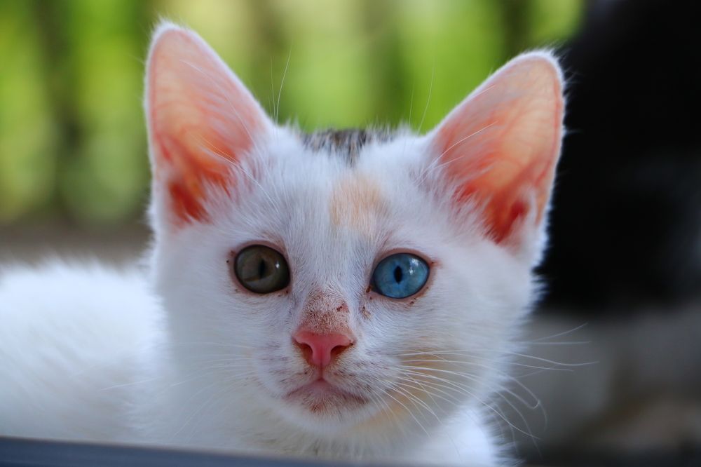 Photograph by Cengiz Yalcin