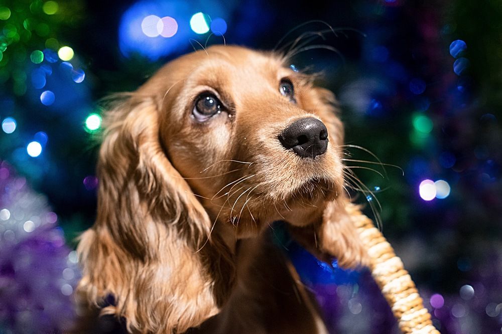 Photograph by Светлана Пономаренко