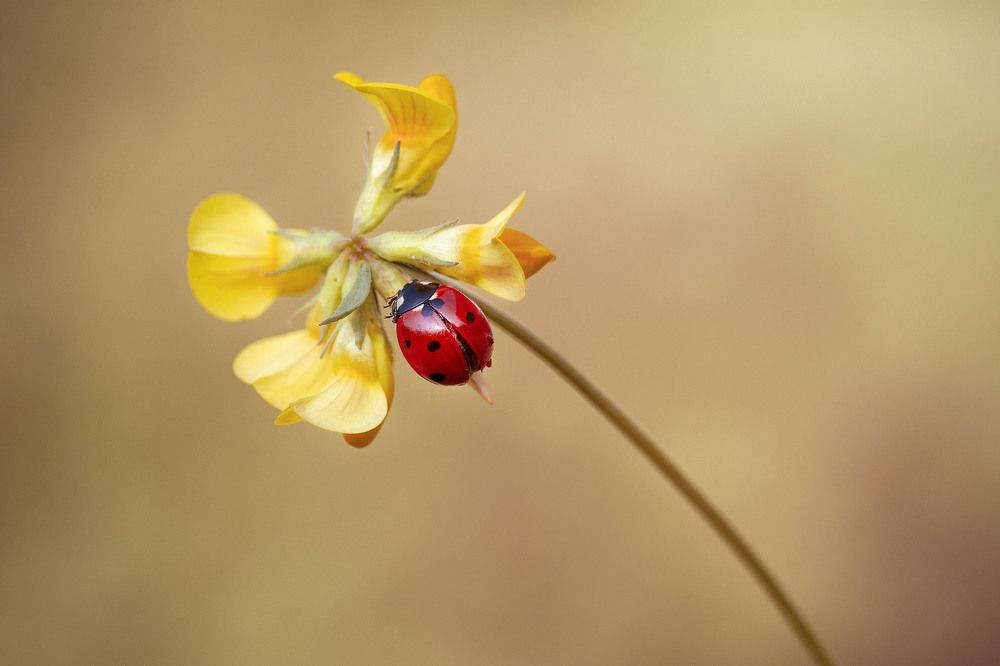 Photograph by roham goudarzi