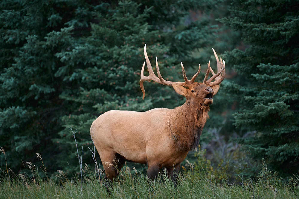 Фотография автора Emelyanov Alex