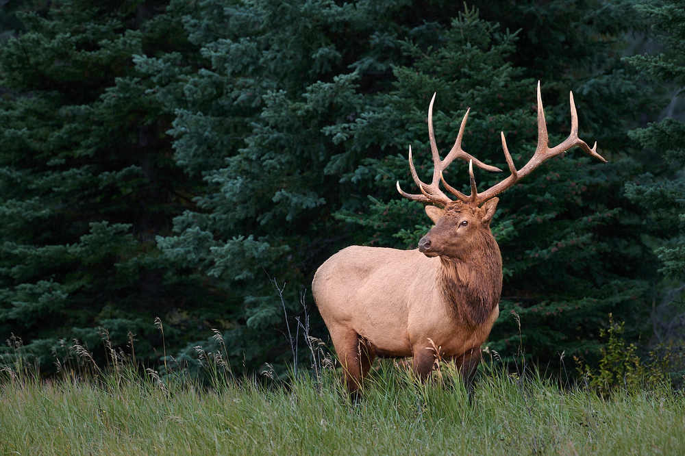 Фотография автора Emelyanov Alex