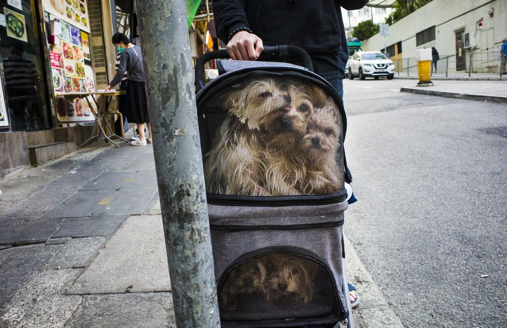 Photograph by Che Chun Hei