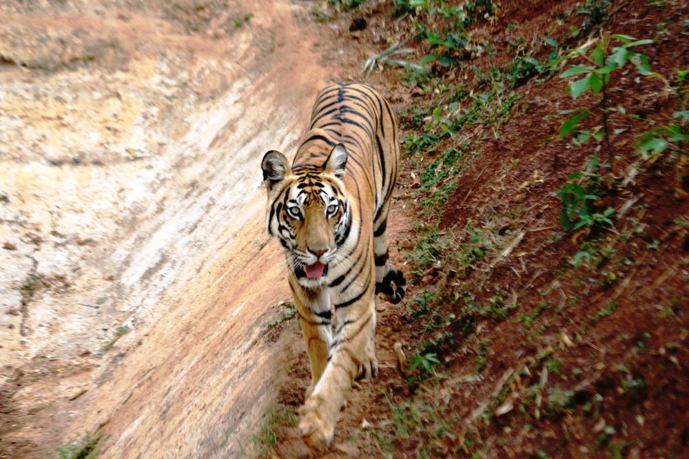 ID: Meeting With The Royals