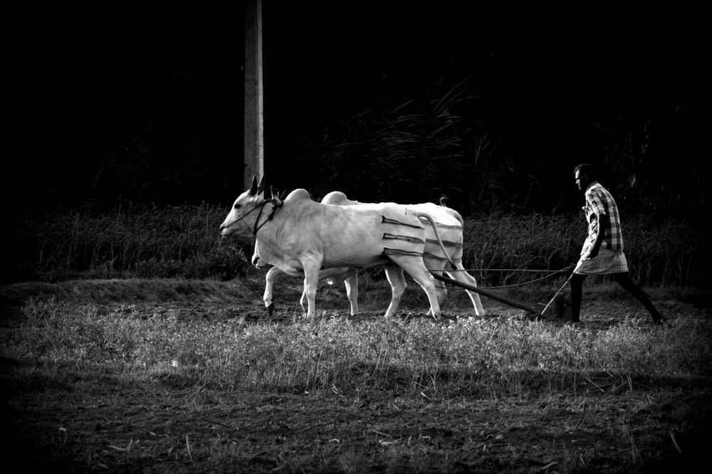 Photograph by Suyothami