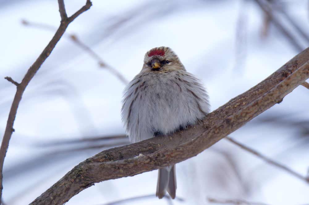 Photograph by Пётр Калачев