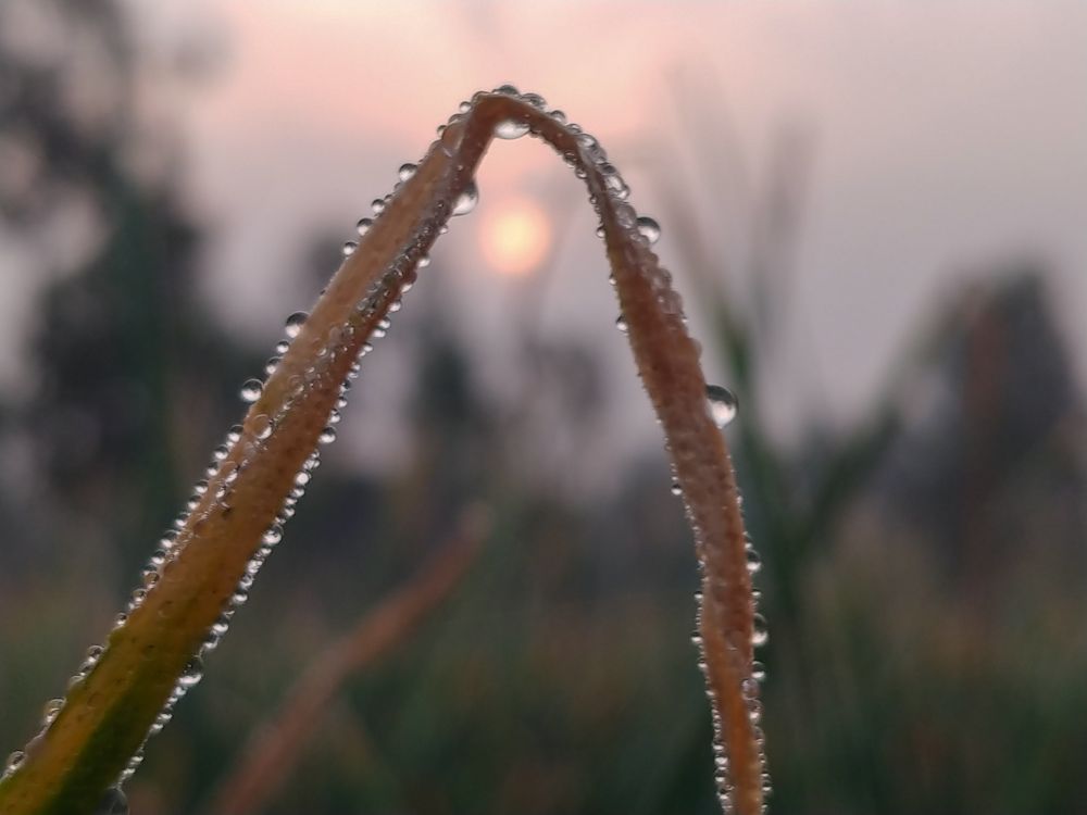 Photograph by Md Abu Sayeed Mondal