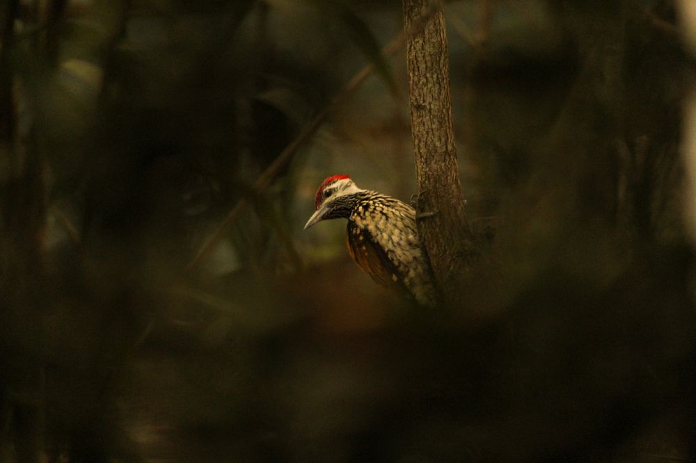 Photograph by Joy Mondal