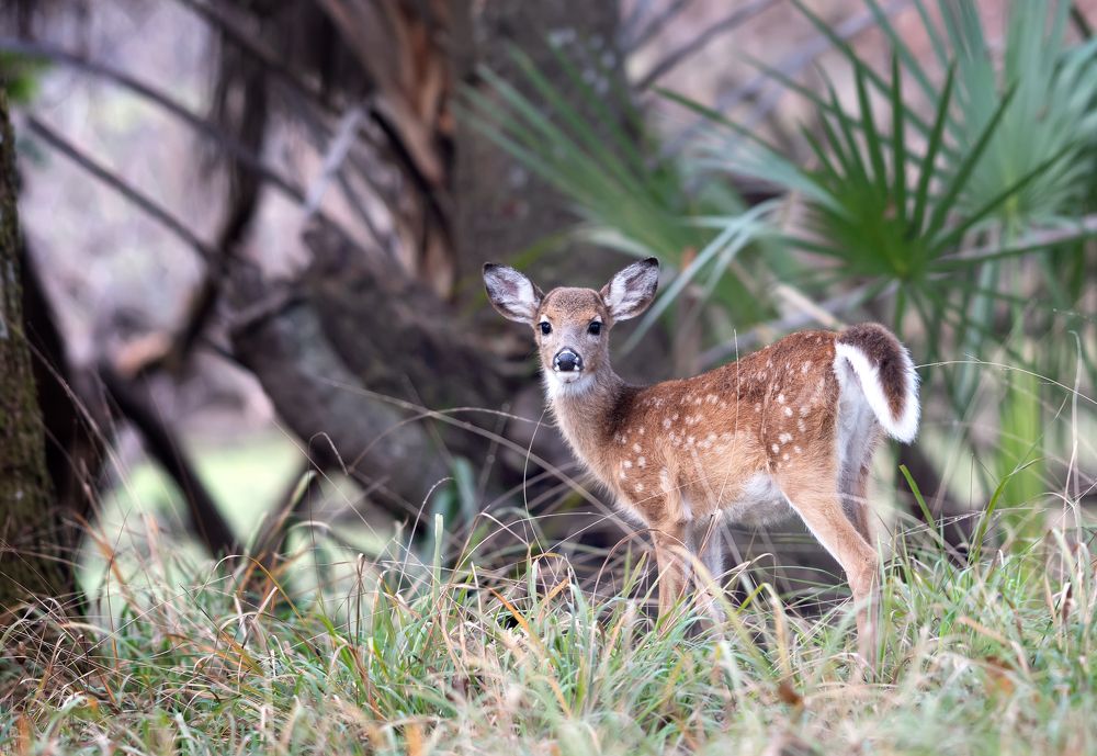Фотография автора Irina Kozhemyakina