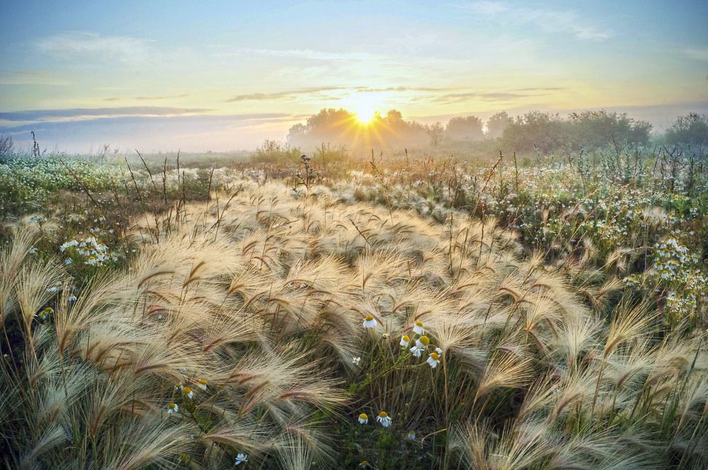 Цветёт ячмень гривастый.