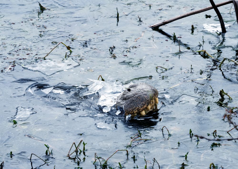 Замезший Техас