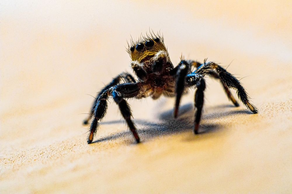 Фотография автора Gabriel de Araujo Almeida