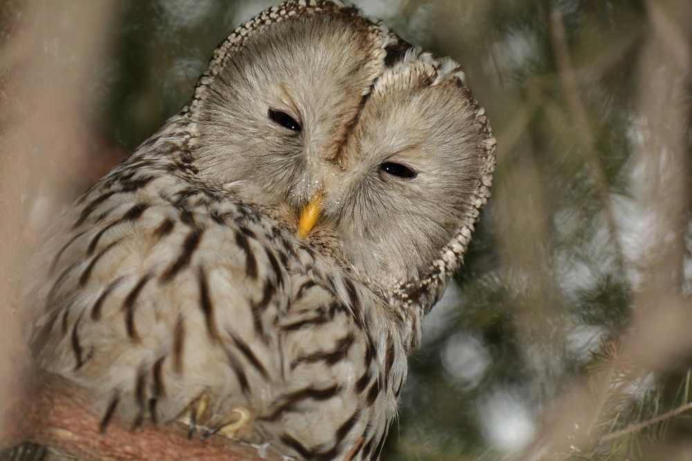 Photograph by Алексей Фомичев