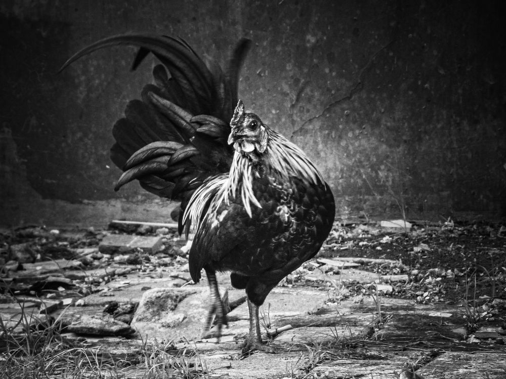 Photograph by Albert Maramis