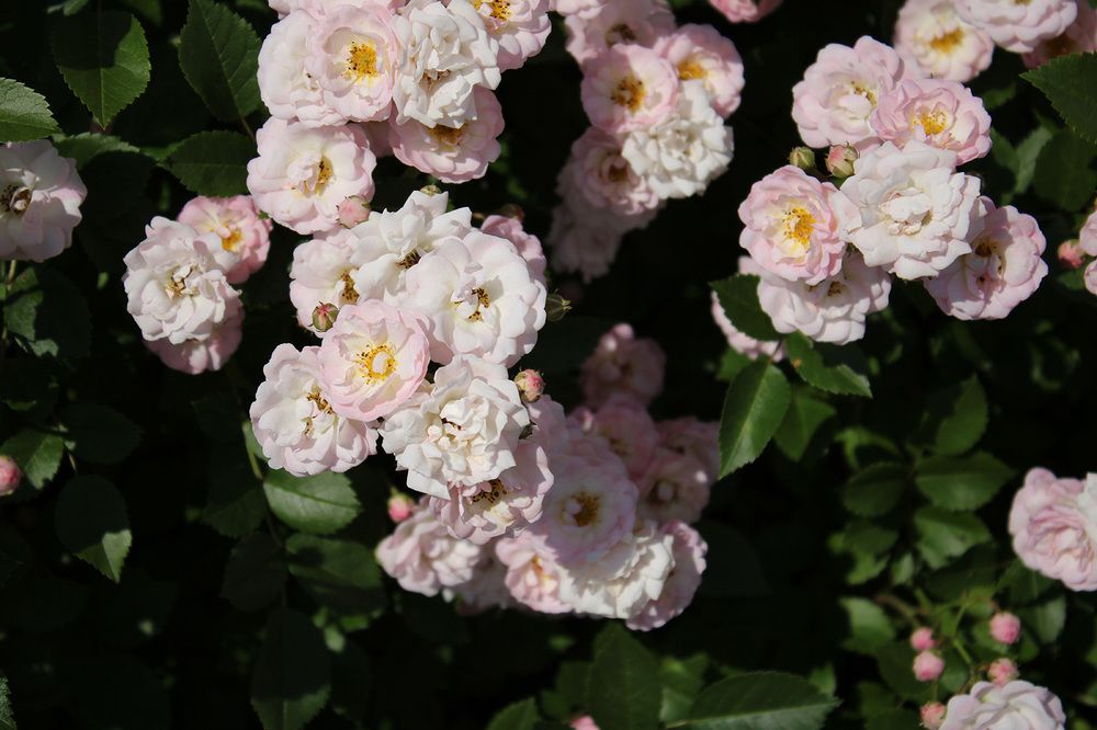 Фотография автора Никита Гутор