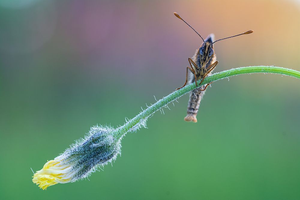 Photograph by Tomas Ivašauskas