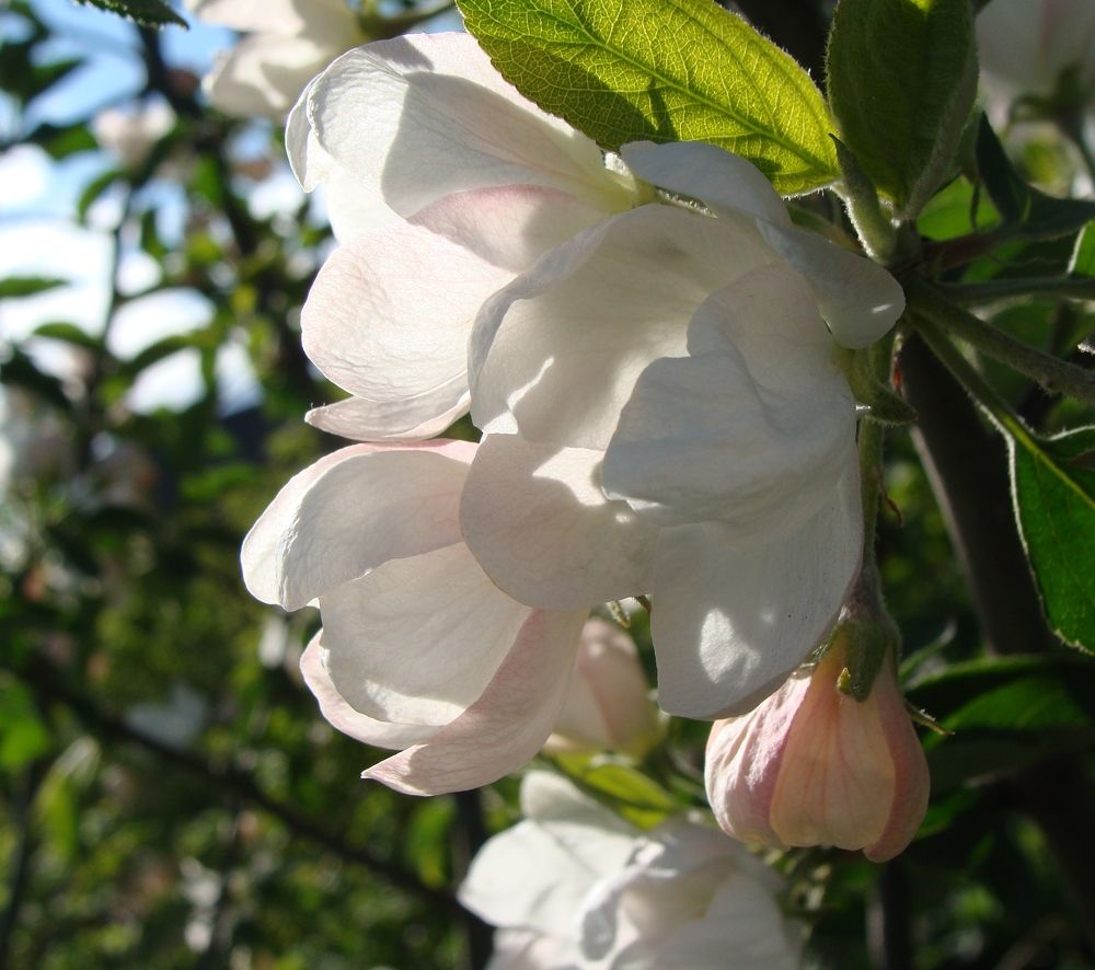 Photograph by Николай Худяков