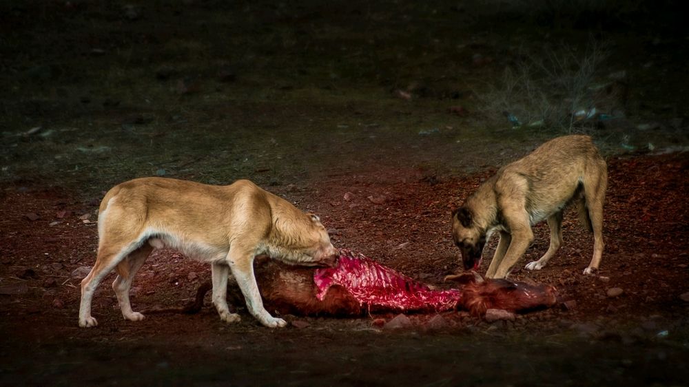 Photograph by Ali Nooralian